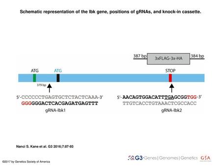 Schematic representation of the lbk gene, positions of gRNAs, and knock-in cassette. Schematic representation of the lbk gene, positions of gRNAs, and.