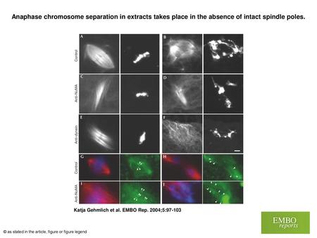 Anaphase chromosome separation in extracts takes place in the absence of intact spindle poles. Anaphase chromosome separation in extracts takes place in.