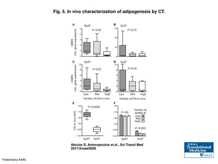 Fig. 5. In vivo characterization of adipogenesis by CT.