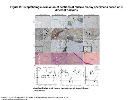 Figure 2 Histopathologic evaluation of sections of muscle biopsy specimens based on 4 different domains Histopathologic evaluation of sections of muscle.