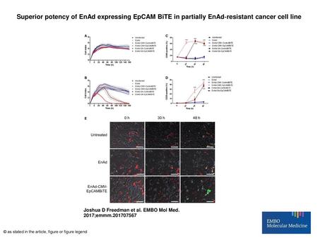 Superior potency of EnAd expressing EpCAM BiTE in partially EnAd‐resistant cancer cell line Superior potency of EnAd expressing EpCAM BiTE in partially.