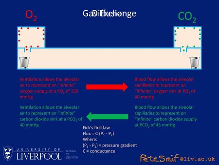 O2 CO2 Gas Exchange Diffusion