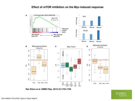 Effect of mTOR inhibition on the Myc‐induced response