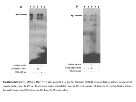 a b   AP-1 Sp1 Nuclear extract Competitor (100X) CDCA 50 µM + - M