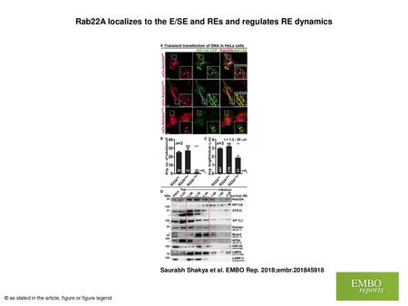 Rab22A localizes to the E/SE and REs and regulates RE dynamics