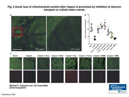 Fig. 5 Acute loss of mitochondrial content after impact is prevented by inhibition of electron transport or critical redox events. Acute loss of mitochondrial.