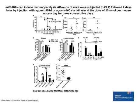 MiR‐181s can induce immunoparalysis AGroups of mice were subjected to CLP, followed 2 days later by injection with agomir‐181d or agomir‐NC via tail vein.