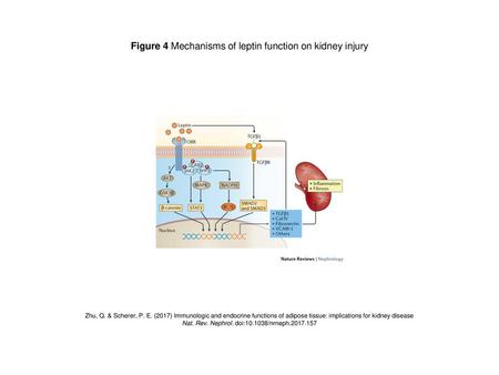 Figure 4 Mechanisms of leptin function on kidney injury