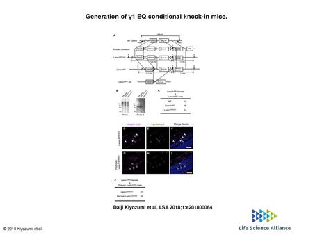 Generation of γ1 EQ conditional knock-in mice.