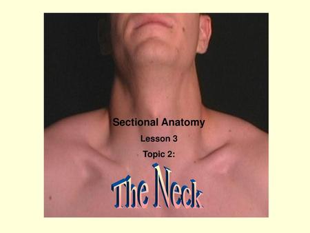 Sectional Anatomy Lesson 3 Topic 2: The Neck.