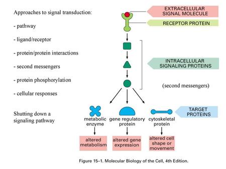 Approaches to signal transduction: