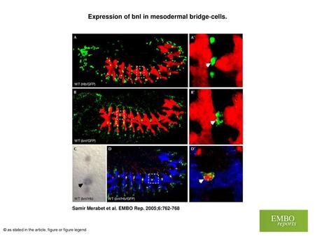 Expression of bnl in mesodermal bridge‐cells.