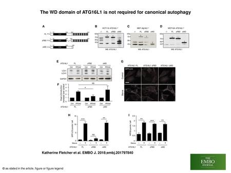 The WD domain of ATG16L1 is not required for canonical autophagy