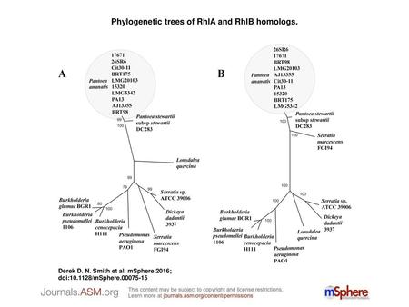 Phylogenetic trees of RhlA and RhlB homologs.