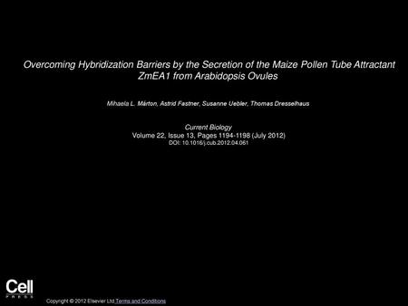 Overcoming Hybridization Barriers by the Secretion of the Maize Pollen Tube Attractant ZmEA1 from Arabidopsis Ovules  Mihaela L. Márton, Astrid Fastner,