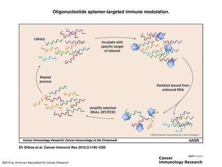 Oligonucleotide aptamer-targeted immune modulation.