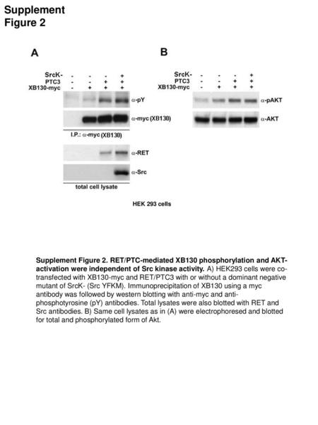 Supplement Figure 2 HEK 293 cells