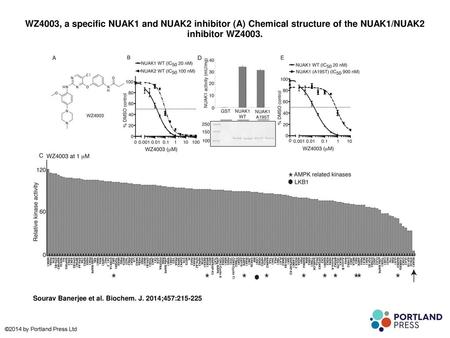 WZ4003, a specific NUAK1 and NUAK2 inhibitor (A) Chemical structure of the NUAK1/NUAK2 inhibitor WZ4003. WZ4003, a specific NUAK1 and NUAK2 inhibitor (A)