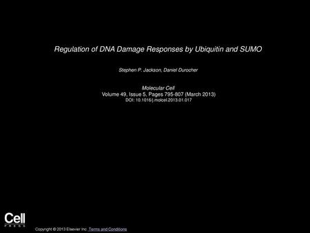 Regulation of DNA Damage Responses by Ubiquitin and SUMO