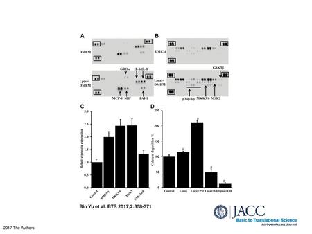 Effects of Lp(a) on Cytokines and Phosphorylated MAPKs in HAVICs (A) Effects of Lp(a) on release of cytokines and chemokines by HAVICs. Rectangular outlines.