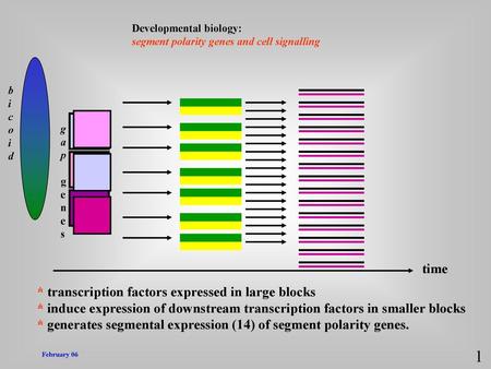 1 time * transcription factors expressed in large blocks