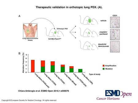 Therapeutic validation in orthotopic lung PDX. (A).