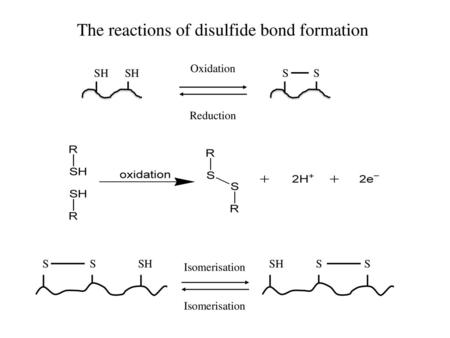 The reactions of disulfide bond formation