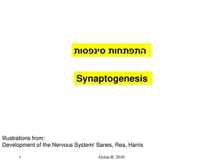 התפתחות סינפסות Synaptogenesis Illustrations from: