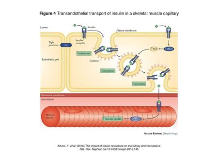 Nat. Rev. Nephrol. doi: /nrneph