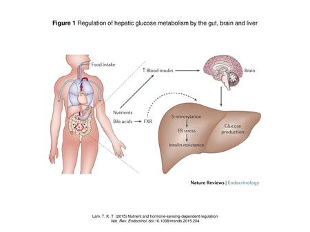 Figure 1 Regulation of hepatic glucose metabolism by the gut, brain and liver Figure 1 | Regulation of hepatic glucose metabolism by the gut, brain and.