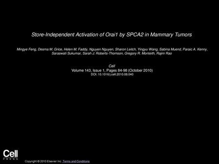 Store-Independent Activation of Orai1 by SPCA2 in Mammary Tumors