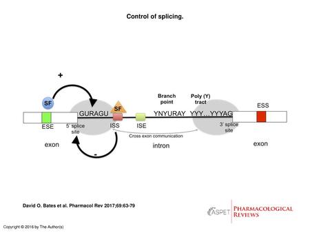 Control of splicing. Control of splicing. Cis acting elements, such as exon splicing enhancer sequences (ESE), exon splicing silencers (ESS), intron splicing.