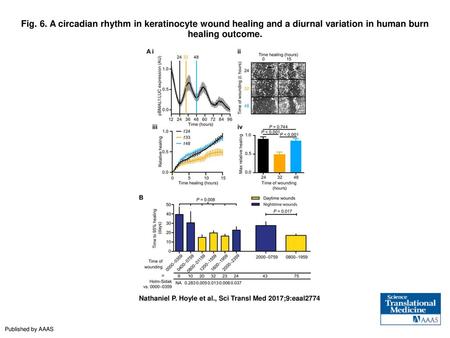 Fig. 6. A circadian rhythm in keratinocyte wound healing and a diurnal variation in human burn healing outcome. A circadian rhythm in keratinocyte wound.