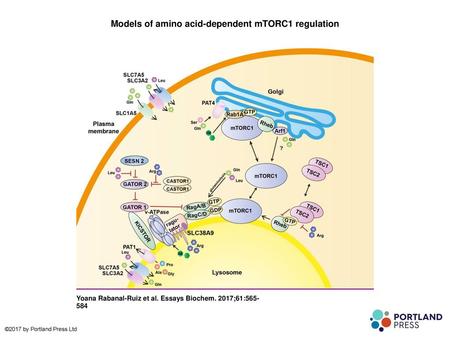 Models of amino acid-dependent mTORC1 regulation