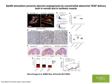 EphB4 stimulation prevents aberrant angiogenesis by uncontrolled adenoviral VEGF delivery both in normal and in ischemic muscle EphB4 stimulation prevents.