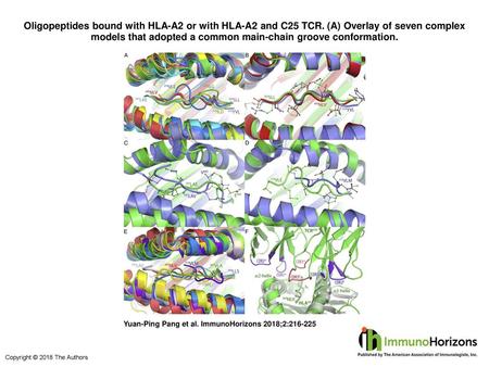 Oligopeptides bound with HLA-A2 or with HLA-A2 and C25 TCR