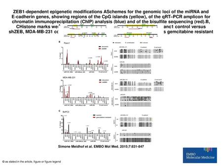 ZEB1‐dependent epigenetic modifications ASchemes for the genomic loci of the miRNA and E‐cadherin genes, showing regions of the CpG islands (yellow), of.