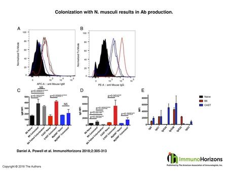 Colonization with N. musculi results in Ab production.