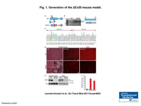 Fig. 1. Generation of the ΔEx50 mouse model.