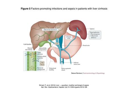 Nat. Rev. Gastroenterol. Hepatol. doi: /nrgastro