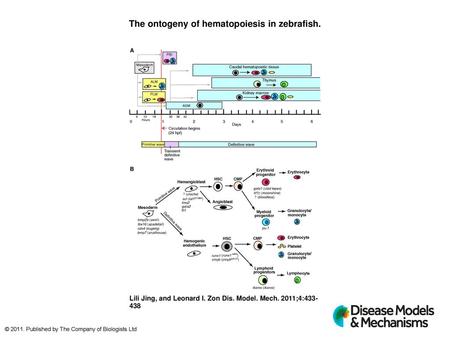 The ontogeny of hematopoiesis in zebrafish.