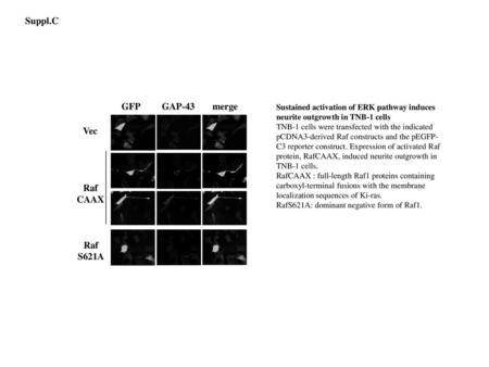 GFP GAP-43 merge Vec Raf CAAX Raf S621A