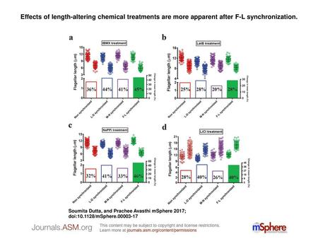 Effects of length-altering chemical treatments are more apparent after F-L synchronization. Effects of length-altering chemical treatments are more apparent.