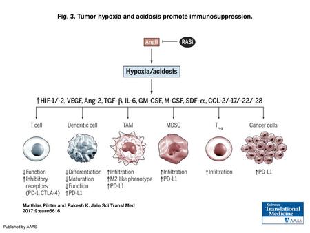 Fig. 3. Tumor hypoxia and acidosis promote immunosuppression.