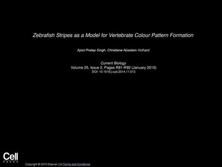 Zebrafish Stripes as a Model for Vertebrate Colour Pattern Formation