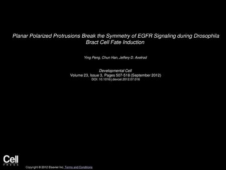 Planar Polarized Protrusions Break the Symmetry of EGFR Signaling during Drosophila Bract Cell Fate Induction  Ying Peng, Chun Han, Jeffery D. Axelrod 