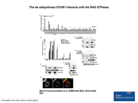 The de‐ubiquitinase OTUB1 interacts with the RAS GTPases