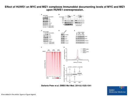 Effect of HUWE1 on MYC and MIZ1 complexes Immunoblot documenting levels of MYC and MIZ1 upon HUWE1 overexpression. Effect of HUWE1 on MYC and MIZ1 complexes.