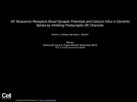 M1 Muscarinic Receptors Boost Synaptic Potentials and Calcium Influx in Dendritic Spines by Inhibiting Postsynaptic SK Channels  Andrew J. Giessel, Bernardo.