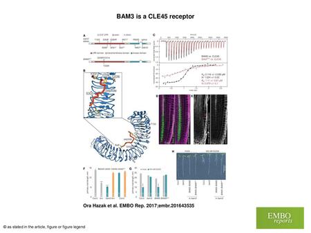 BAM3 is a CLE45 receptor BAM3 is a CLE45 receptor Schematic overview of the BAM3 gene structure. bam3 loss‐of‐function mutations that were isolated as.